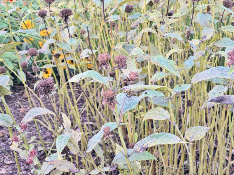 Plants such as this bee balm with powdery mildew should be cut down and disposed of in the garbage.
