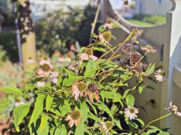 Leave the seed heads be