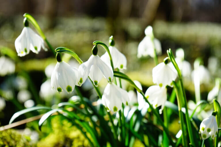 Putting the fall garden to bed with spring dreams