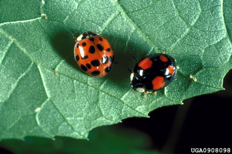 Photo by Louis Tedders, USDA Agricultural Research Service. Color variations of the adult multi-colored Asian lady beetle (Harmonia axyridis).