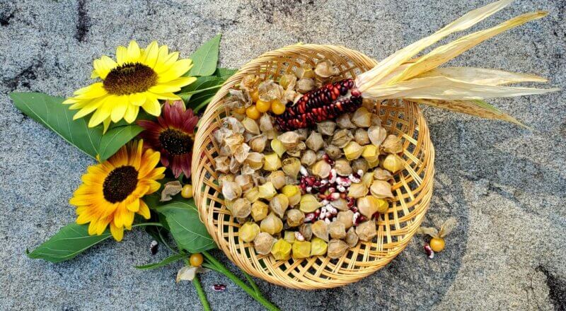Photo by Andrea Knepper.
Roy’s Calais corn, Jacob’s cattle beans, ground cherries and sunflowers are four of the “seven sisters,” crops of cultural and ceremonial significance to indigenous Abenaki tribes that can be grown in northern gardens.