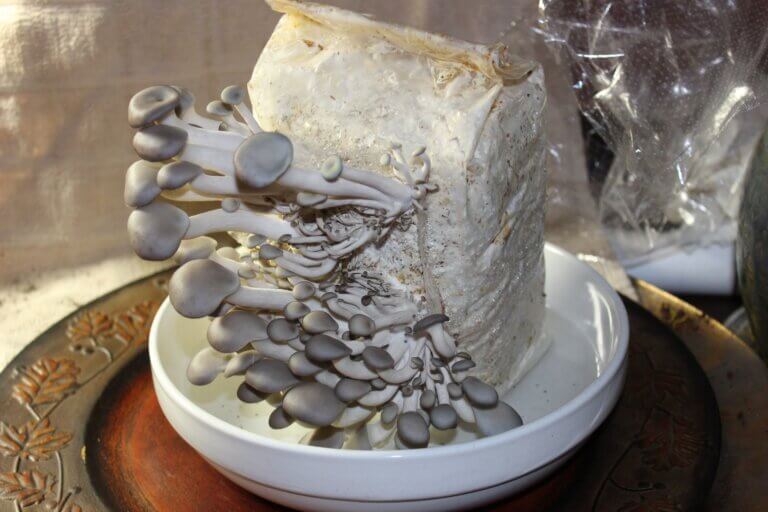 Growing mushrooms indoors