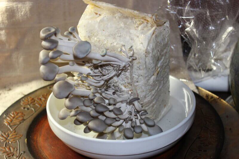 Photo by Deborah J. Benoit.
Harvest mushrooms when they reach the desired size by cutting the stem with sharp scissors or a knife.