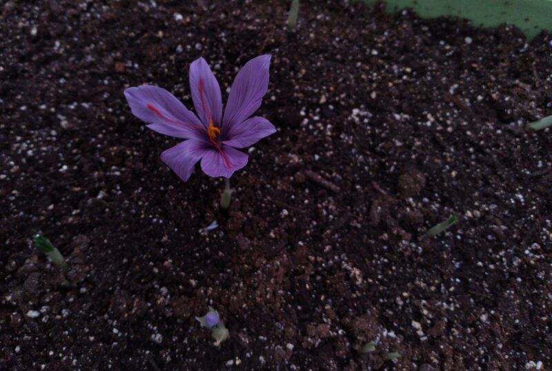 Saffron is derived from Crocus sativus, a fall-blooming plant commonly known as the “saffron crocus.”