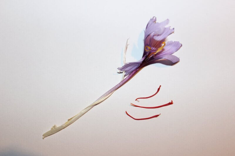Saffron is the world’s most expensive spice as each Crocus sativus blossom must be individually picked and its three stigmas carefully removed by hand and laid out to dry.