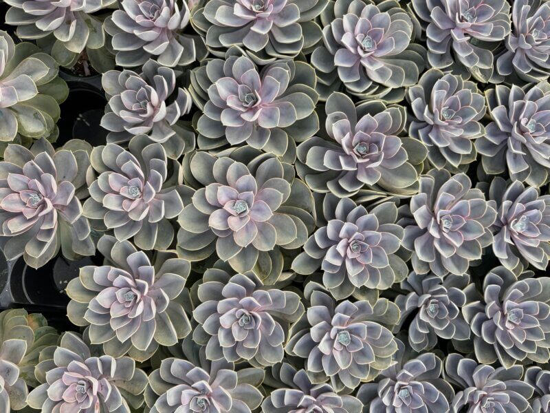 Echeveria are easy-to-grow, non-toxic succulents that come in a variety of colors.