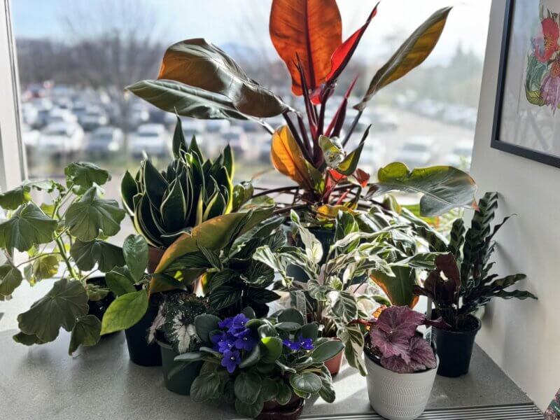 Houseplants come in many shapes and sizes making them versatile gifts for the plant lover.