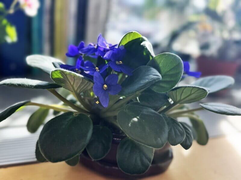 A classic houseplant, the African violet, is non-toxic to pets, easy care, and has delicate pink or purple flowers.
