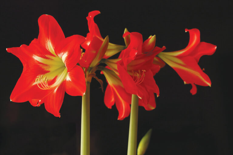 Caring for amaryllis during the holidays and beyond