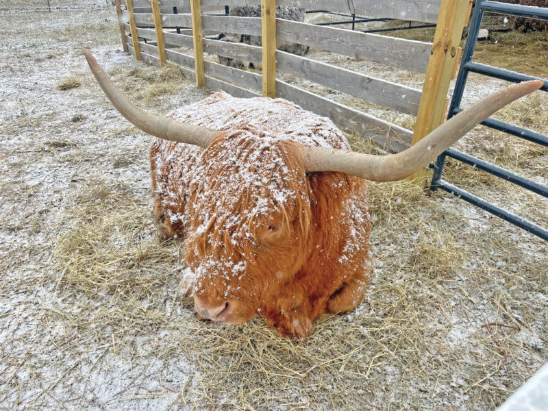 The sanctuary’s newest rescue, Babette (of the Scottish Highland breed), is one of just two cows at Merrymac Farm. Director Era MacDonald says she can’t fit any more on her small property.