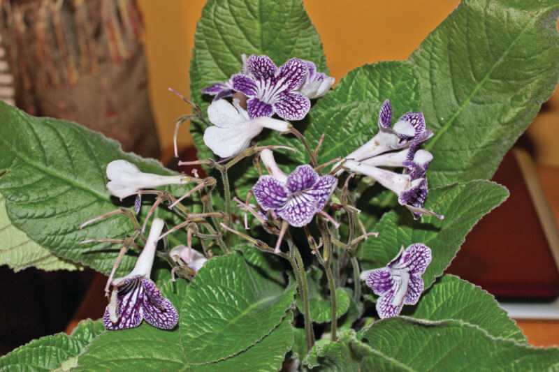 The beautiful, long-lasting blooms of the cape primrose will help brighten winter days.
