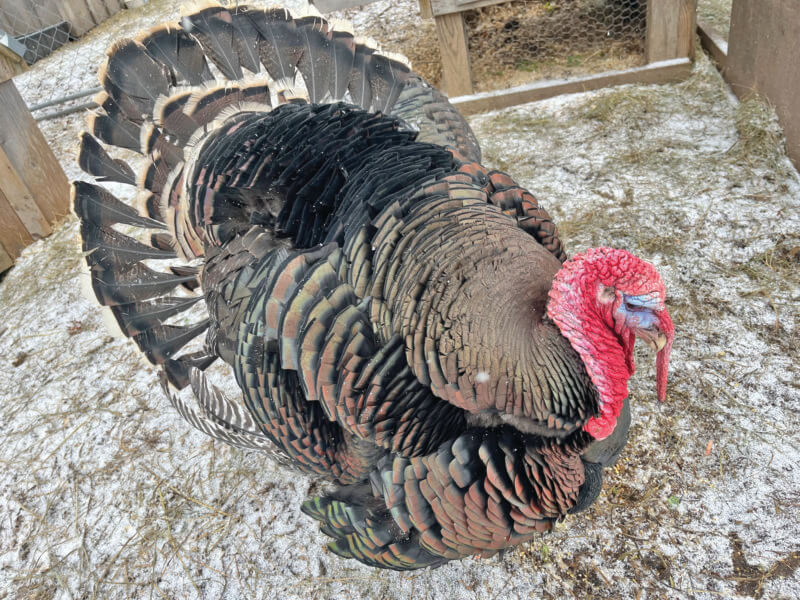 After arriving a year and a half ago as a “sick, little, day-old chick,” Emory has become Merrymac’s largest turkey at 60 pounds, according to assistant director Mari Lowder.