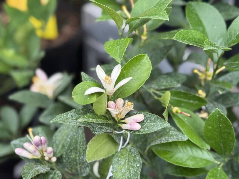 While insects will pollinate fragrant citrus flowers if plants are outdoors, indoors they require human help to collect pollen from one flower and rub it on another.