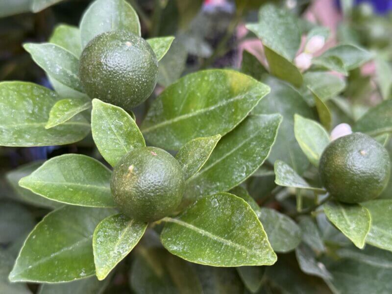 Photo by Amy Simone.
Citrus fruit may take several months to fully ripen, with lemons and limes needing six to nine months, and oranges up to a year.