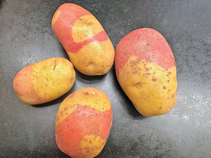 Calico potatoes are a little different, but you can use any type of waxy potato here that will hold its shape after smashing lightly. The red bliss variety is a good replacement.