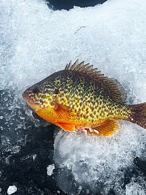 Photo by Bradley Carleton. A sunfish makes the cold seem comfortable.