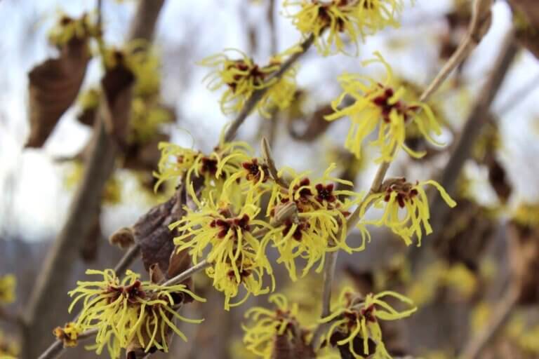 Bewitching witch hazel tree