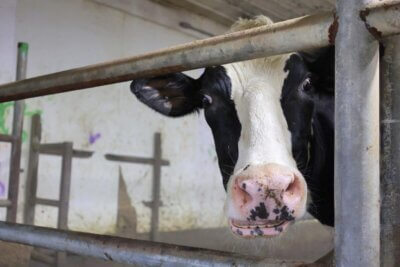Photo by Catherine Morrissey. A cow at Kane’s Scenic River Farm in St. Albans.