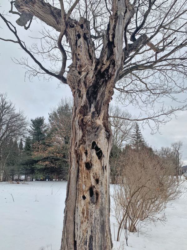 Photo by Elizabeth Bassett.
Think again about leaving snags for wildlife. This cavity-rich sugar maple has survived for more than 40 years and has served as housing for a variety of cavity dwellers over the years.