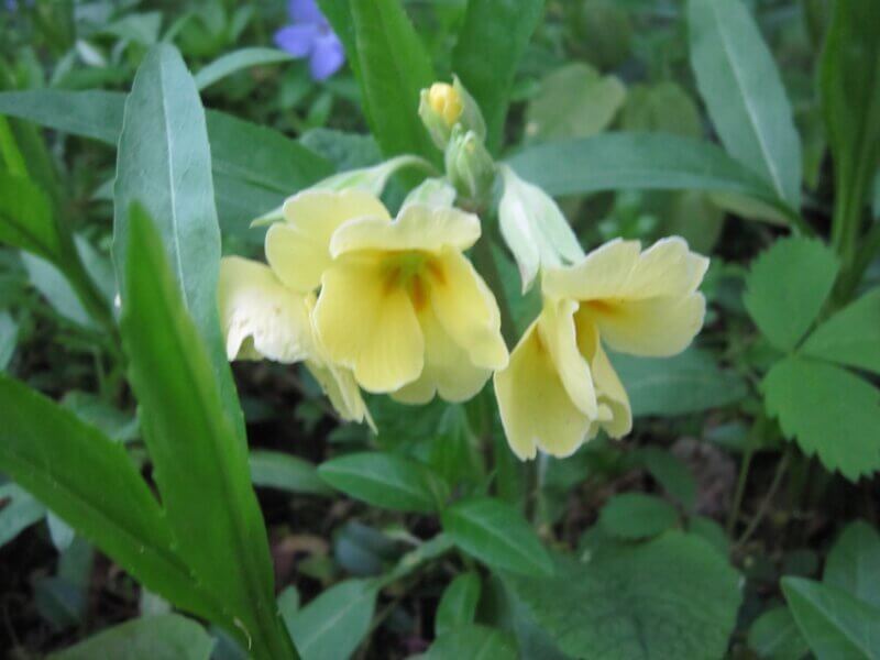 Photo by Joan Weed.
Primroses come in a variety of colors and petal shapes.