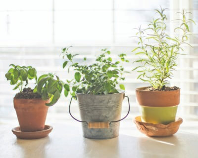 Photo by sixteenmilesout/Unsplash. With proper light, water and care, an indoor herb garden will provide plenty of fresh, homegrown herbs in winter and year-round.