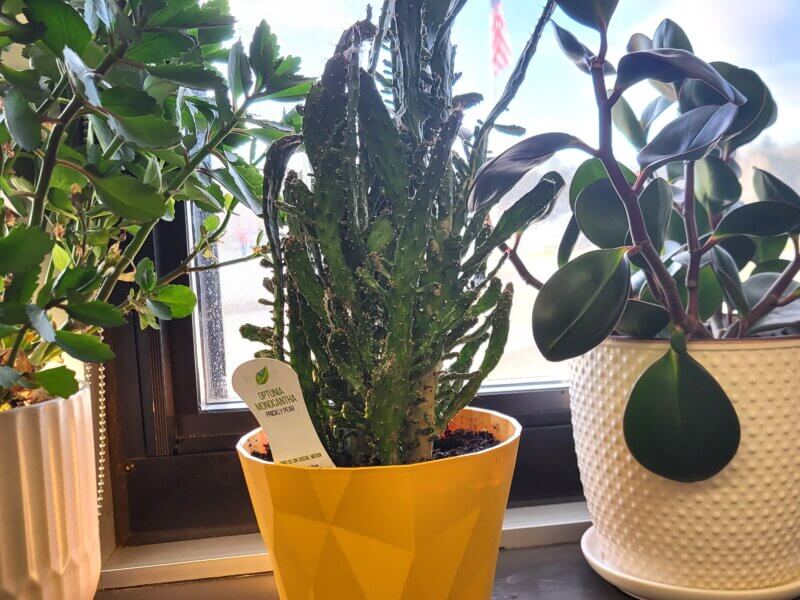 Photo by Andrea Klepper.
Plant tags contain the botanical, or scientific, name of the plant along with other information that enables gardeners to obtain the exact plants that they want.