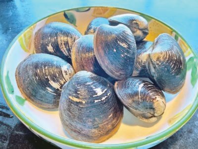 A bowl of quahog clams. Most clams you find in New England are quahogs, or hard-shell clams. We also have soft-shelled clams called steamers, but the quahogs are best for stuffing, and the bigger the better.
