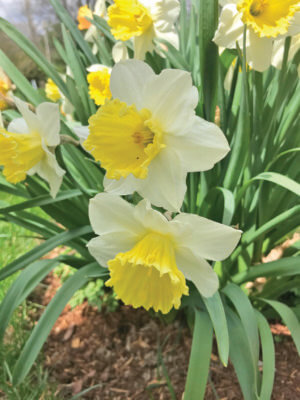 Daffodil