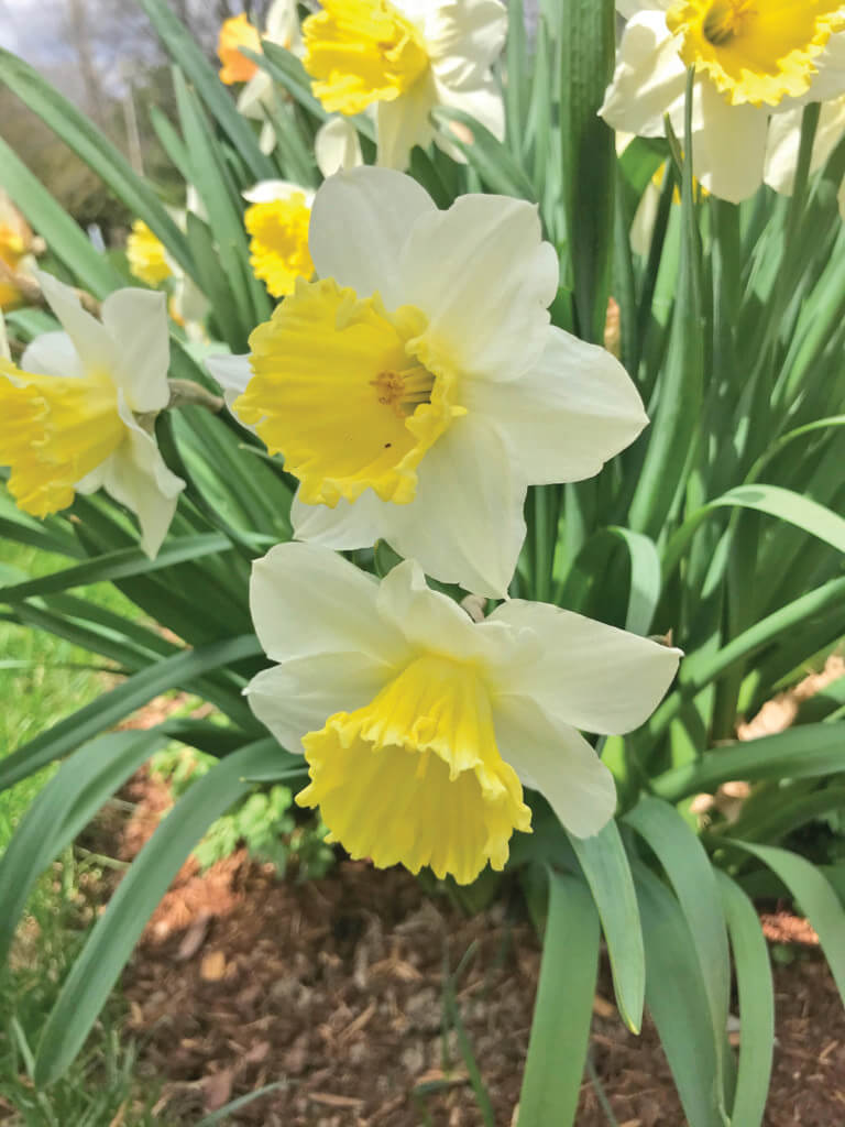 There’s gold coming in them there gardens — briefly