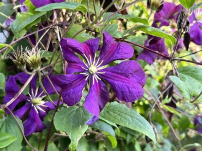 Photo by Nadie VanZandt. Clematis are versatile, easy-to-maintain perennials that come in a range of flower colors including dark purple, pink and white.