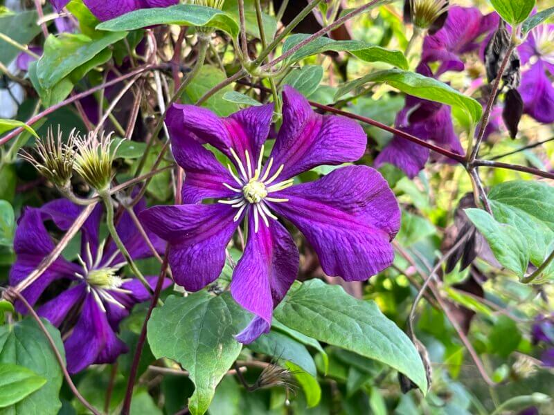 Photo by Nadie VanZandt. Clematis are versatile, easy-to-maintain perennials that come in a range of flower colors including dark purple, pink and white.