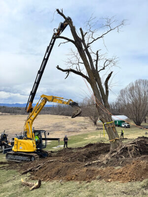 Photos by Scooter MacMillan. A boom truck, a large excavator and a smaller excavator, taking down a black locust on the Clemmons Family Farm for an art installation on Main Street in Burlington. It was a big project.