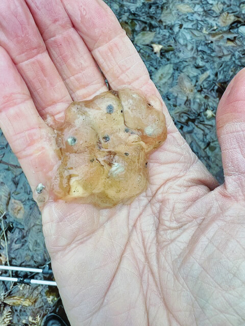 These are salamander eggs. The white dots are infertile.