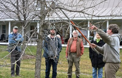 Photo by Lee Krohn. VJ Comai illustrates how to prune a tree to help it thrive.