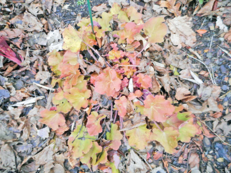 Coral bells, or heuchera, an attractive, low-maintenance semi-evergreen perennial, will grow well in a variety of growing conditions.