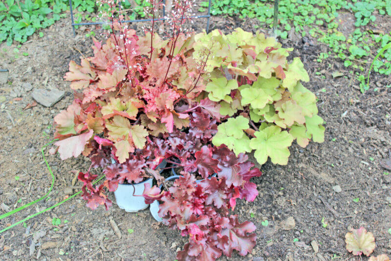 Photo by Deborah J. Benoit. Choosing varieties of heuchera with different foliage color and leaf textures to plant in the garden will add interest to flowerbeds and borders throughout the season.