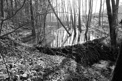 Serene black and white forest scene featuring a beaver dam and reflective pond.