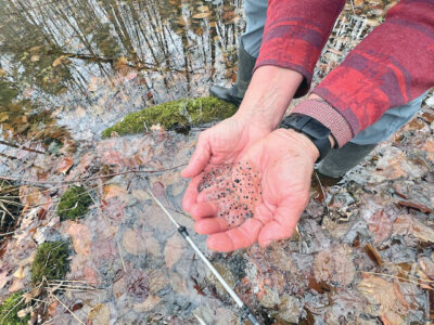 Photos by Cathy Hunter. Two handfuls of wood frog eggs. Wood frogs are one the earliest frogs to sing their love songs.