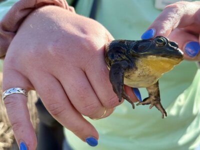 Photo by Theresa Golub. Emily Kaplita, an educator with Audubon Vermont, holds a frog during an April 23 herp-filled event in Huntington.