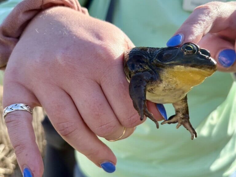 Why did the herp cross the road? ‘Big Nights’ mean big risks for amphibians and reptiles