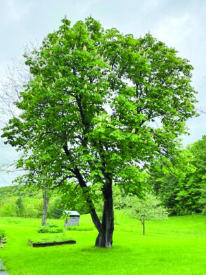 Courtesy photo. A 100-year-old horse chestnut tree in Charlotte. This species is found around the town and is popular for planting along streets and in parks around the world.