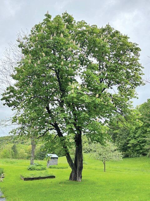 Authority of tree wardens have long history in Vermont