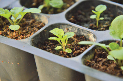 Photo by Zbfj/Pixabay. Starter plants need to be “hardened off” to prepare them for transitioning to the garden, beginning two weeks before the average last frost date for the area.