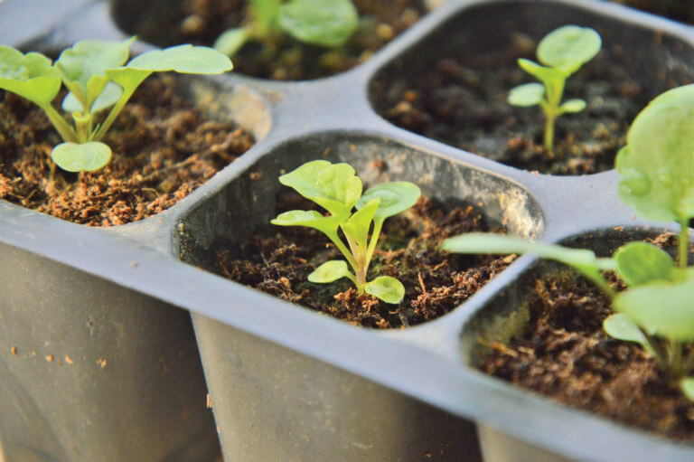 Moving start plants to the garden by “hardening”