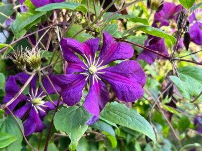 Photo by Nadie VanZandt. Clematis are versatile, easy-to-maintain perennials that come in a range of flower colors including dark purple, pink and white.