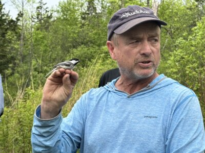 Photo by Scooter MacMillan. Mark LeBarr demonstrates how to hold a bird without hurting it as he prepares to weigh and band it.