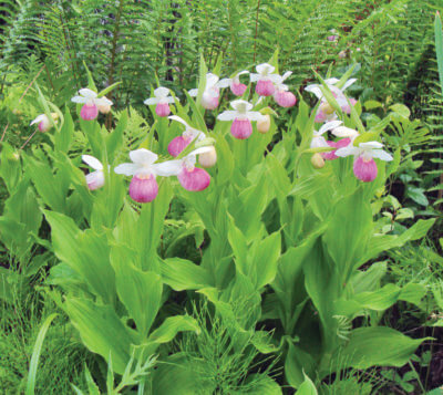 Photo courtesy of Orchardhunter1939. The rare showy lady’s slipper usually hits its peak at Eshqua Bog in Hartland around June 20.
