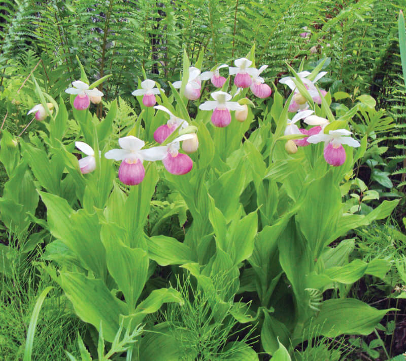 Photo courtesy of Orchardhunter1939.
The rare showy lady’s slipper usually hits its peak at Eshqua Bog in Hartland around June 20.