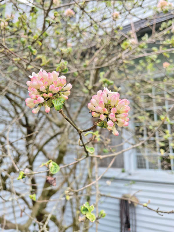 Photos by Joan Weed.
Viburnum carlesii or Korean spice bush