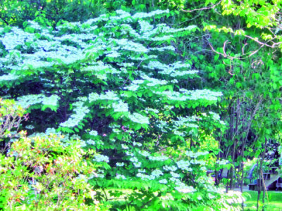 Viburnum plicatum or doublefile